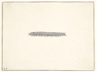 Chenille de papillon de nuit