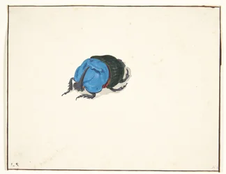 Un scarabée rhinocéros (scarabaeidae)