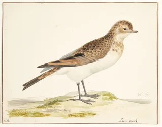 Une alouette des champs (alauda arvensis)