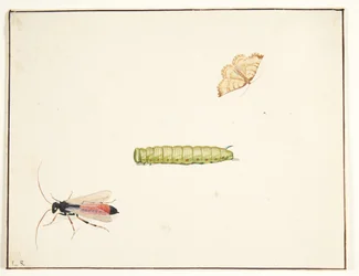 Trois études d