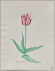 Étude d