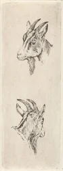 Tête de bouc