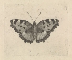 Papillon