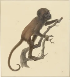 Petit singe