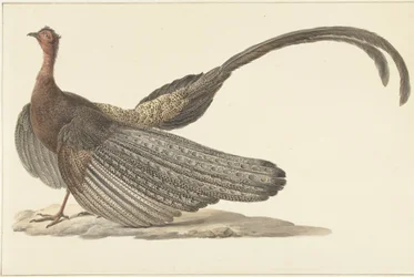 Faisan Argus