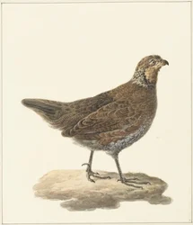 Colin de Virginie (Colinus virginianus)