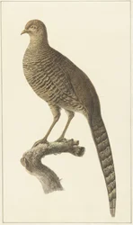 Faisan doré, poule