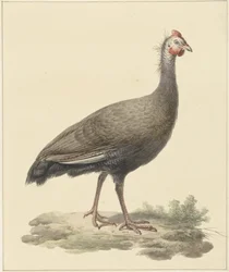 Pintade casquée
