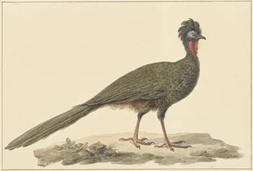 Pénélope, sur le sol