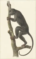 Singe hurleur noir (Paraguay)