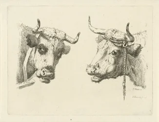 Deux têtes de vaches