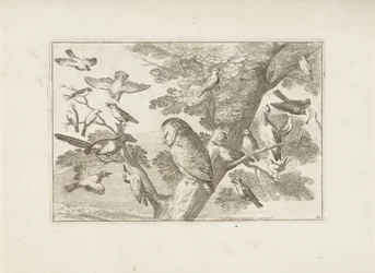 Hibou et autres oiseaux dans un arbre