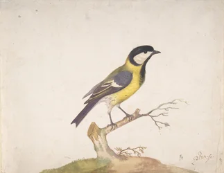 Une mésange charbonnière Parus major perchée sur une branche, 1670-93