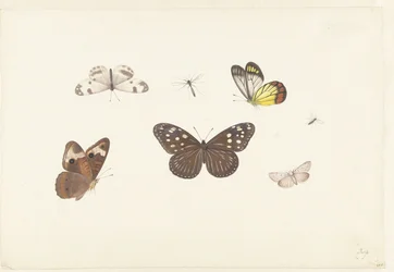 Feuille avec cinq papillons et deux mouches