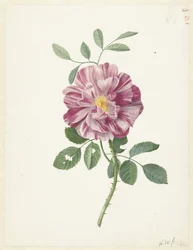 Rose gallique (Rosa gallica L. 