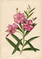 Laurier-rose pourpre