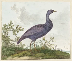 Râle des genêts (Porzana porzana) ?