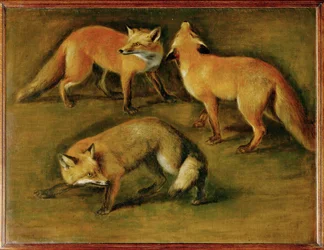 Un renard (peinture sur toile)