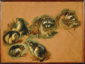 Marmottes et ratons laveurs (peinture sur toile)