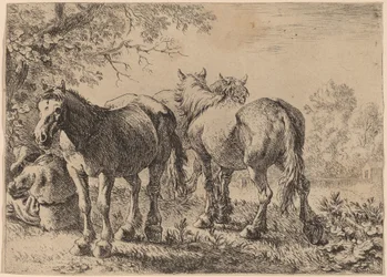 Trois chevaux dans un champ