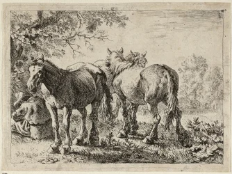 Trois chevaux dans un champ