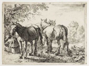 Trois chevaux dans un champ