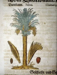 Planche botanique : Palmier avec dattes - Dans « herbarium mattioli ».