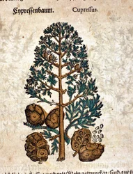 Cône de cyprès. Gravure - dans « Kreutterbuch Dess Hochgelehrten unnd weitberuhmten Herrn D. Petri Andreae Matthioli » par Pietro Andrea Mattioli (Matthiole) (1500-1577). Francfort.
