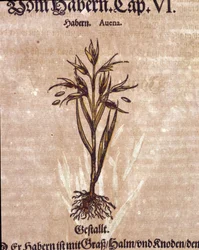 Herbier : avoine. Gravure dans "Kreutterbuch Dess Hochgelehrten unnd weitberuhmten Herrn D. Petri Andreae Matthioli" par Pietro Andrea Mattioli