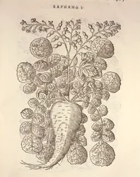 Raifort (Armoracia rusticana), gravure de Pier Andrea Mattioli