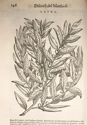 Laurier (Laurus), gravure par Pier Andrea Mattioli