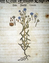 Lin ou Linum - Dans « Herbarium Mattioli ».