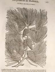 Pin maritime (Pinus pinaster), gravure par Pier Andrea Mattioli