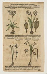 Narcisse, extrait de Commentarii in Sex Libros Pedacii Dioscoridis
