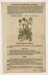 Pfaffenrorle, extrait de Commentarii in Sex Libros Pedacii Dioscoridis