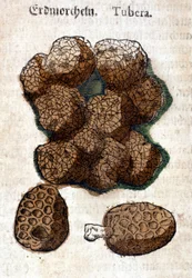 Pomme de terre ou patate. Gravure - dans "Kreutterbuch Dess Hochgelehrten unnd weitberuhmten Herrn D. Petri Andreae Matthioli" par Pietro Andrea Mattioli (Matthiole) (1500-1577). Francfort
