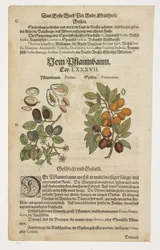 Prunes, Von Pflaumbaum, from Commentarii in Sex Libros Pedacii Dioscoridis