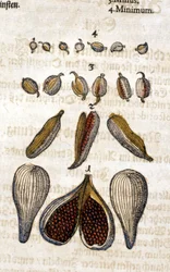 La cardamome. Gravure - dans « Kreutterbuch Dess Hochgelehrten unnd weitberuhmten Herrn D. Petri Andreae Matthioli » de Pietro Andrea Mattioli. Francfort