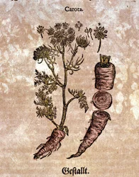 La carotte. Gravure - dans « Kreutterbuch Dess Hochgelehrten unnd weitberuhmten Herrn D. Petri Andreae Matthioli » par Pietro Andrea Mattioli (Matthiole) (1500-1577). Francfort