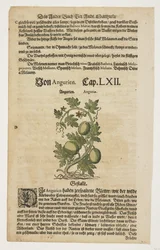 Von Angurien, extrait de Commentarii in Sex Libros Pedacii Dioscoridis