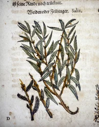 Branche de saule - Dans « Herbarium mattioli »