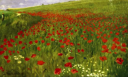 Pré avec des coquelicots
