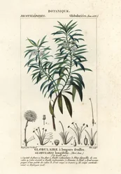 Globulaire à feuilles de saule, Globularia salicina