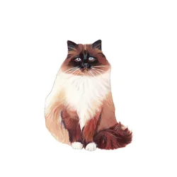 Chat de Birmanie, 2014 (aquarelle et gouache sur papier)