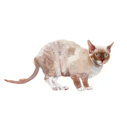 Cornish Rex, 2014 (aquarelle et gouache sur papier)