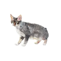 Devon Rex, 2014 (aquarelle et gouache sur papier)