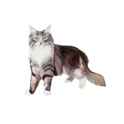 Marine Coon Cat, 2014 (aquarelle et gouache sur papier)