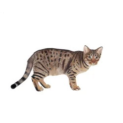 Ocicat, 2014 (aquarelle et gouache sur papier)