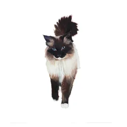 Ragdoll, 2014 (aquarelle et gouache sur papier)
