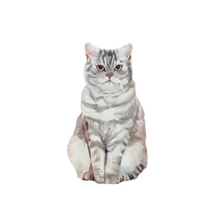 Selkirk Rex, 2014 (aquarelle et gouache sur papier)